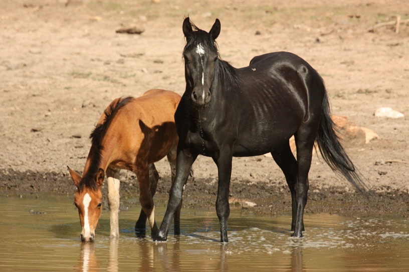 Как лошади относятся к людям. Лошадь в пищевой промышленности. Лечебные свойства лошадей. Сколько лет живут Дикие лошади.