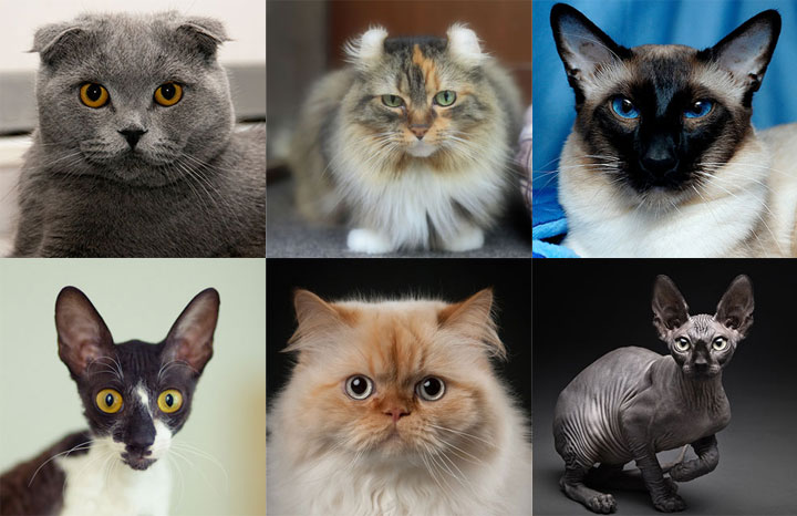 Определить породу кошки по фотографии