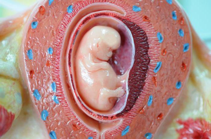 Что такое старение плаценты при беременности thumbnail
