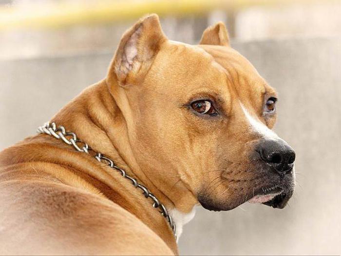 ginger staffordshire terrier