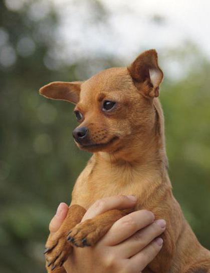 ginger terrier puppy