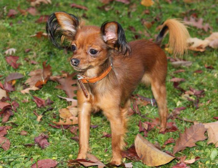 toy terrier redhead photo