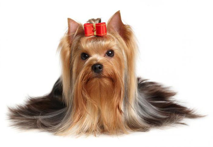 red yorkshire terrier