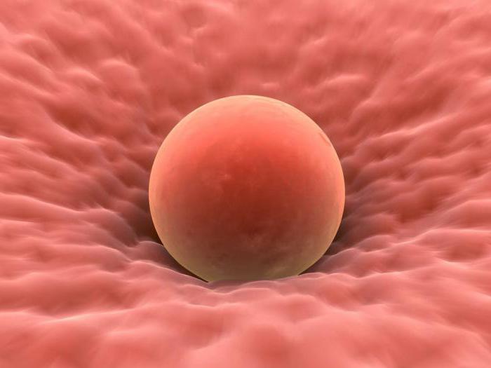 донорская яйцеклетка эмбрион
