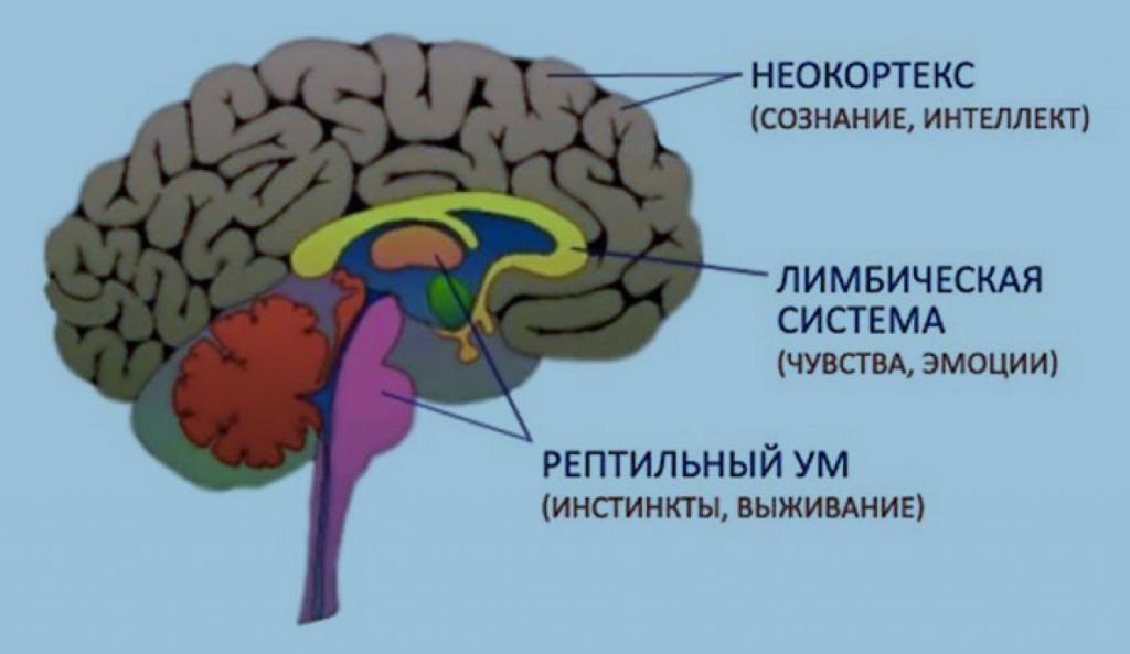 Рассмотрите рисунок с изображением мозга человека какая доля мозга окрашена голубым