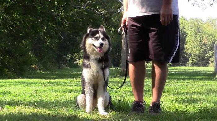 How to train husky dogs at home