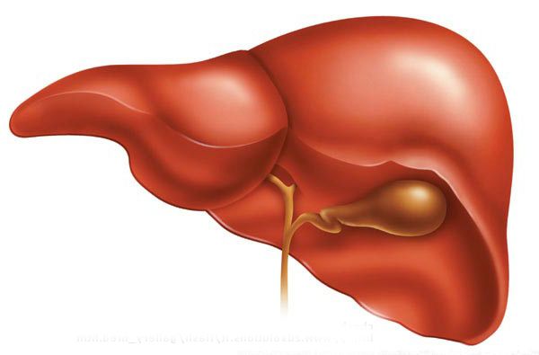 How to clean the liver
