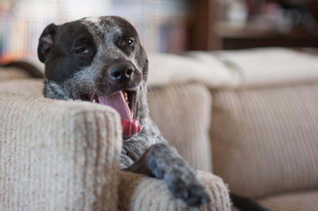 Dog in a chair