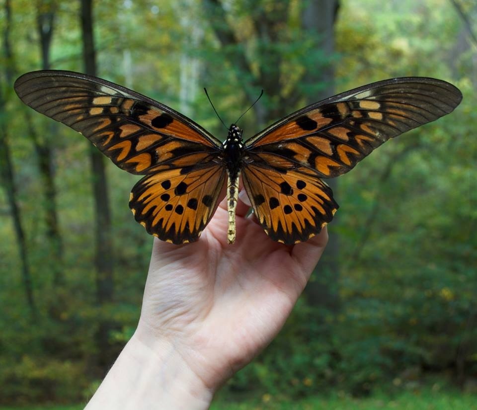Papilio antimachus бабочка