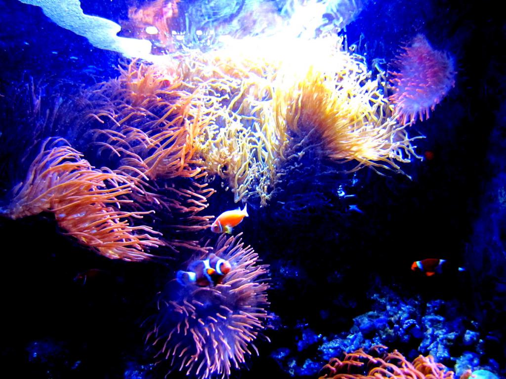 Аквариум с морскими актиниями