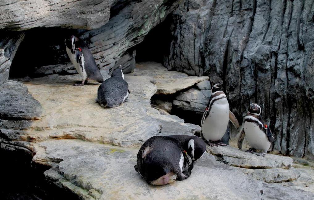 Павильон с пингвинами