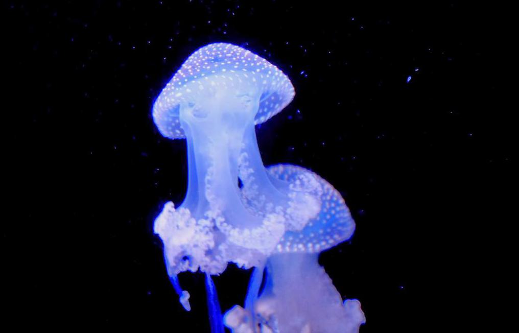 Флюоресцирующие медузы
