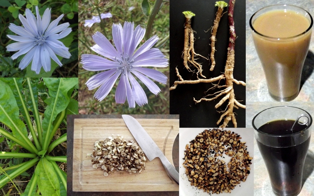 inflorescences, roots, raw materials and chicory broth