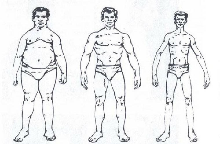 Типы строения мужского тела по Эрнсту Кречмеру