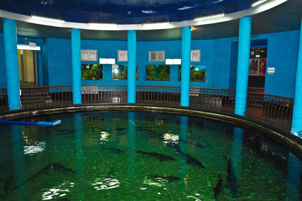 осетры в большом аквариуме второго зала