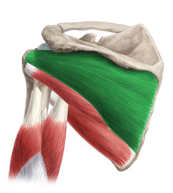 Что такое подостная мышца спины thumbnail
