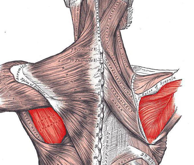 подостная мышца плеча