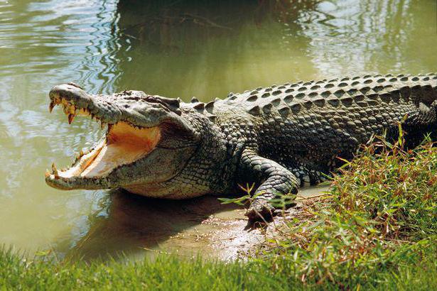 Сколько у крокодила зубов