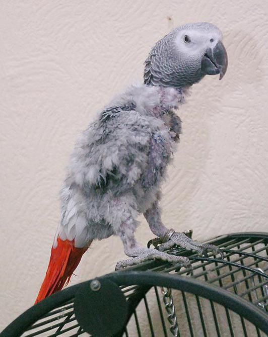 Клещ у попугая
