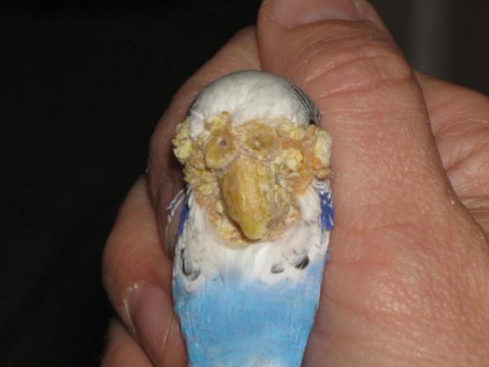 Клещ у попугая лечение
