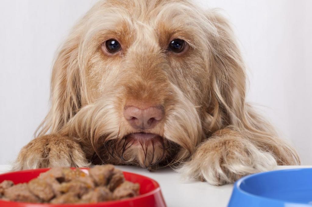 why the dog lost appetite