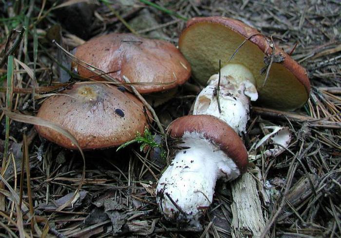 Mushrooms are protein, or carbohydrates.