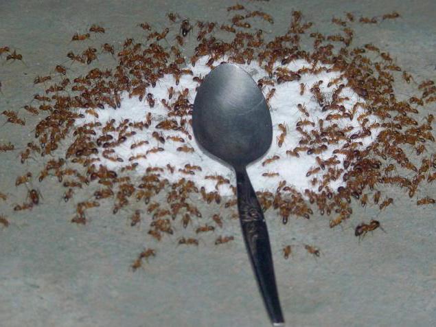 как вывести муравьев из квартиры борной кислотой