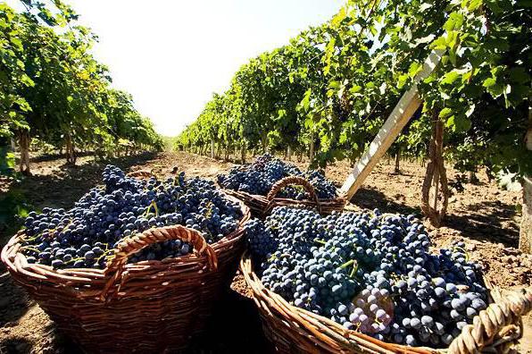 Psou wine, Abkhazia