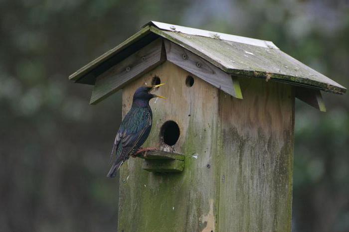 Vasily Belov Starlings Summary