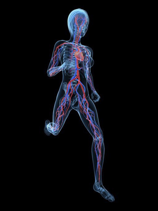 physiology of the cardiovascular system