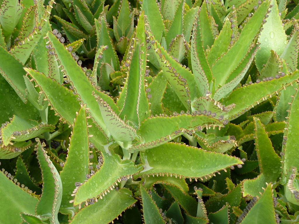 Kalanchoe plant