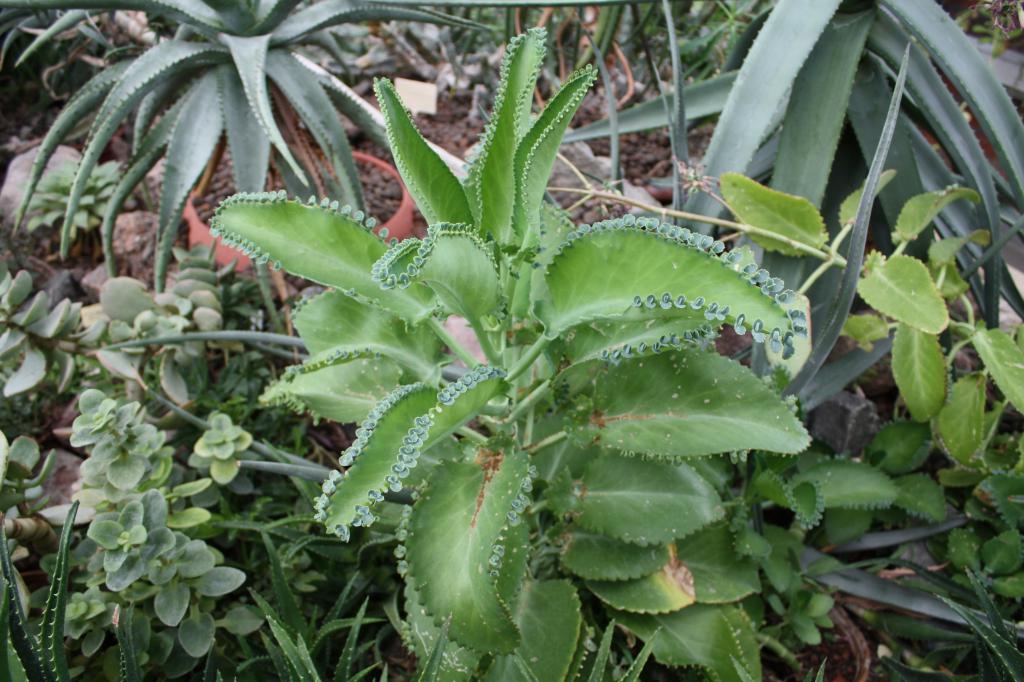 Kalanchoe with a runny nose