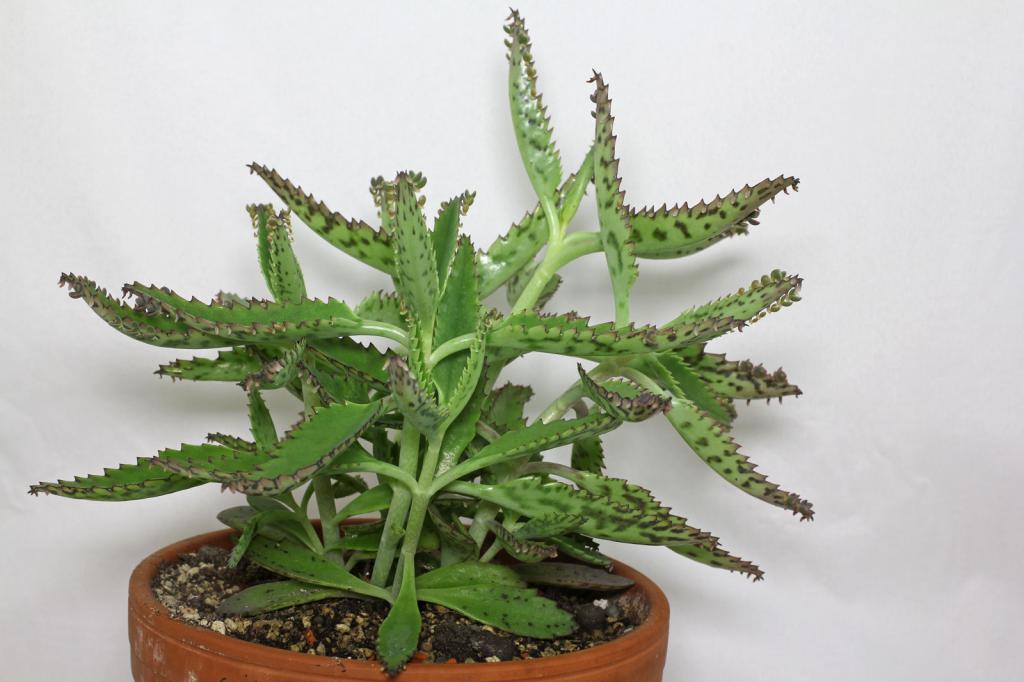 The healing properties of Kalanchoe