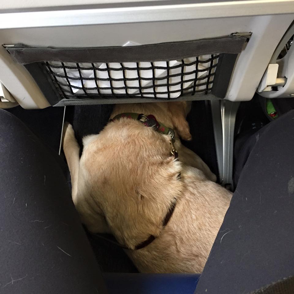 Перевозка животных в самолете по России