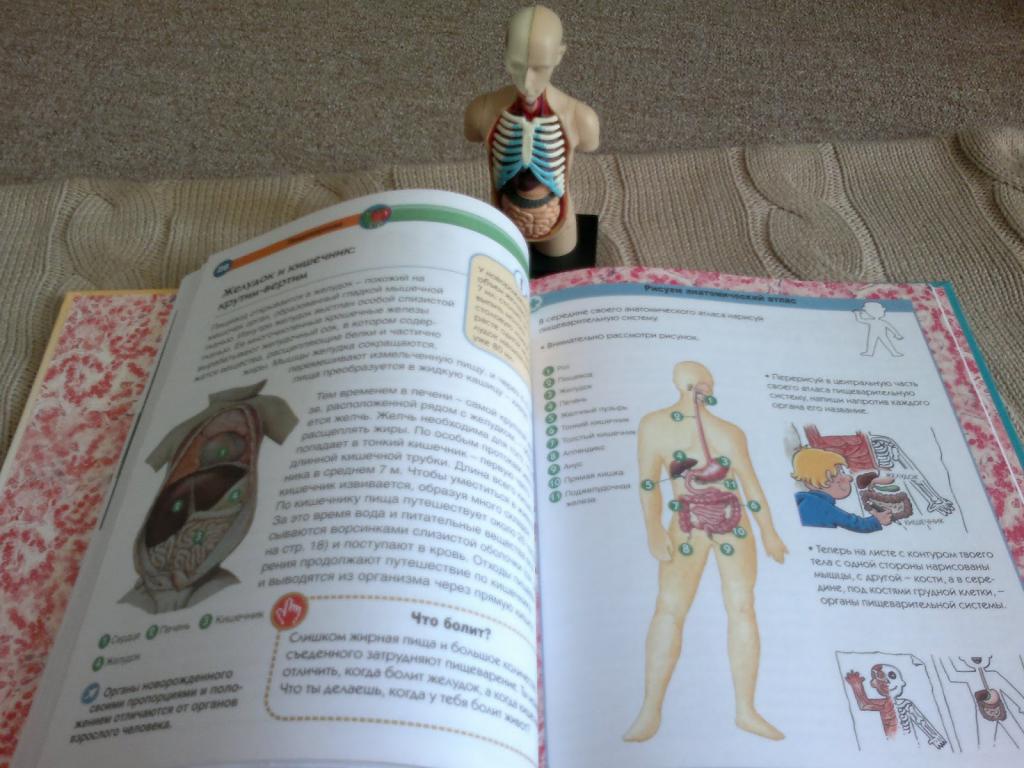 Учебник по анатомии
