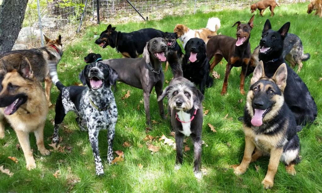 Породы крупных собак с фотографиями и названиями на русском языке