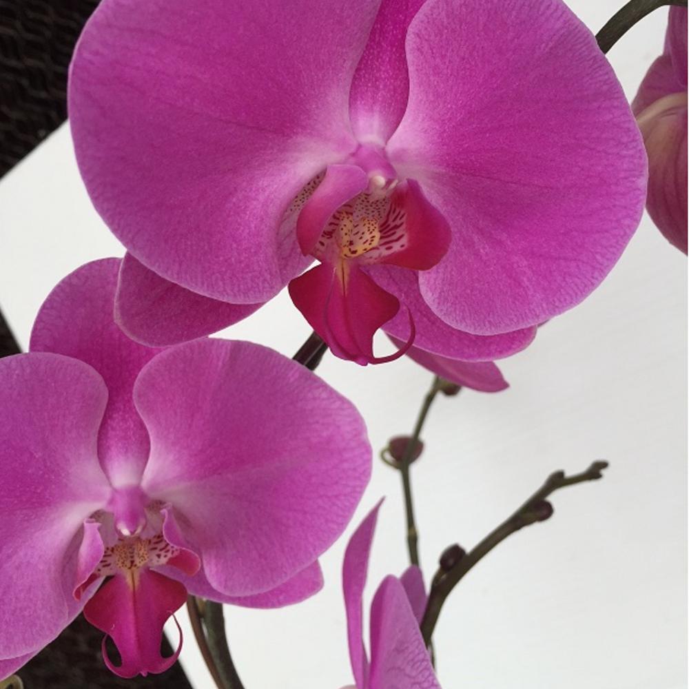 Can orchids cause allergies?