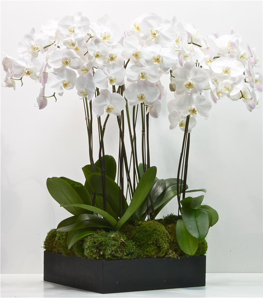 Phalaenopsis orchid