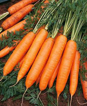 carrots abaco