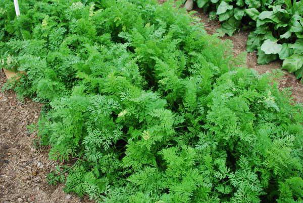 variety of carrots abaco