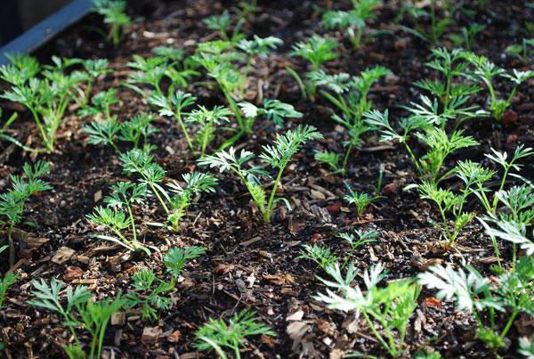 abaco carrot seeds