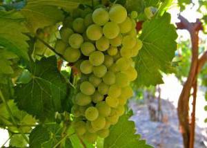 лучшие сорта винограда для подмосковья для открытого