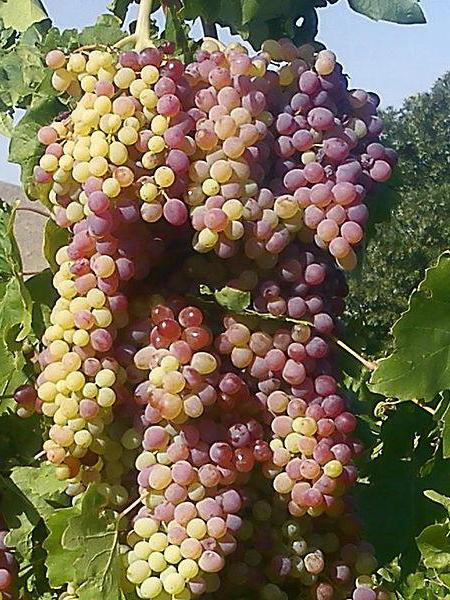 какие сорта винограда лучше сажать в подмосковье