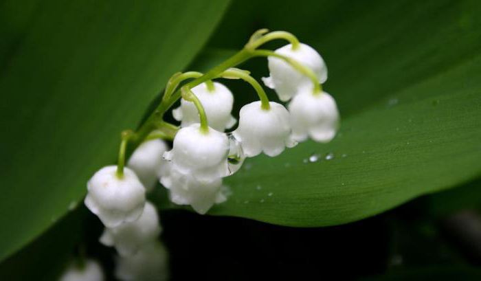 lilies of the valley are poisonous to humans