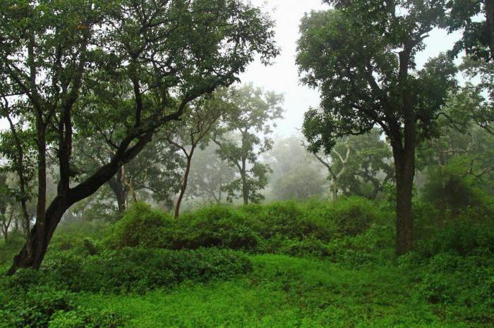 влажные муссонные леса