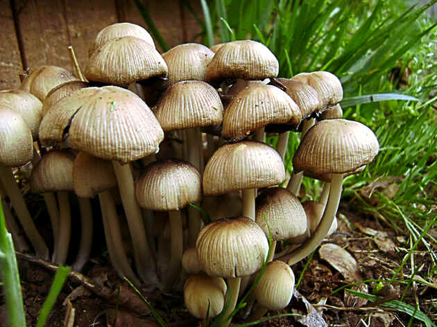 базидиальные грибы