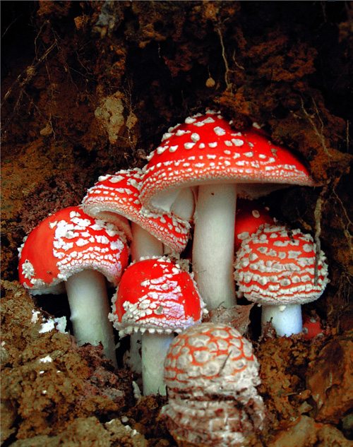 высшие грибы