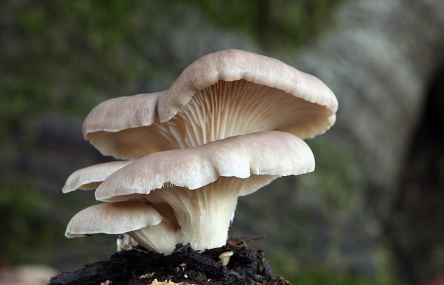 basidiomycetes mushrooms