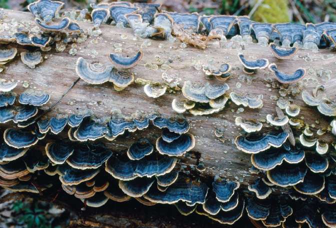 what are the hallmarks of basidiomycetes