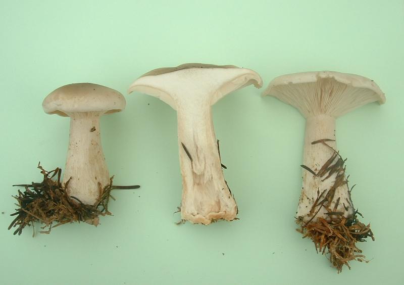 высшие грибы